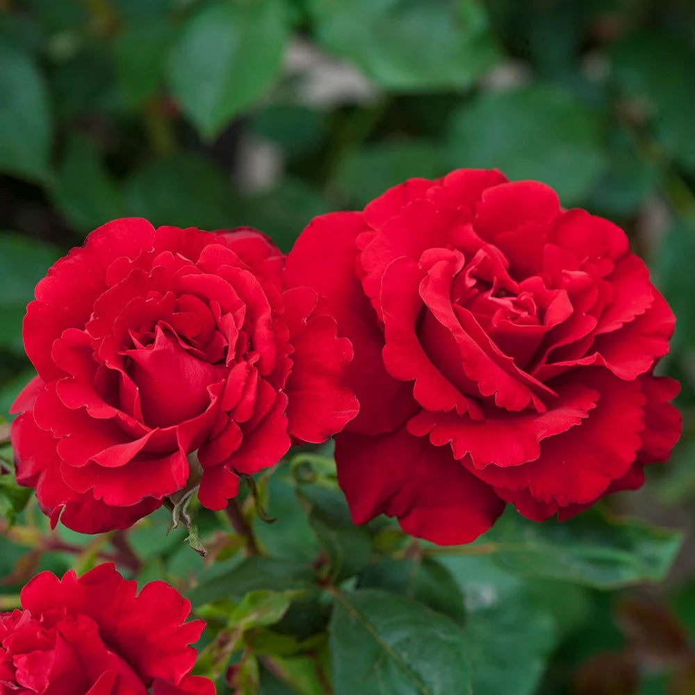 Rosa flor. 'Oh My!' PPAF (red)