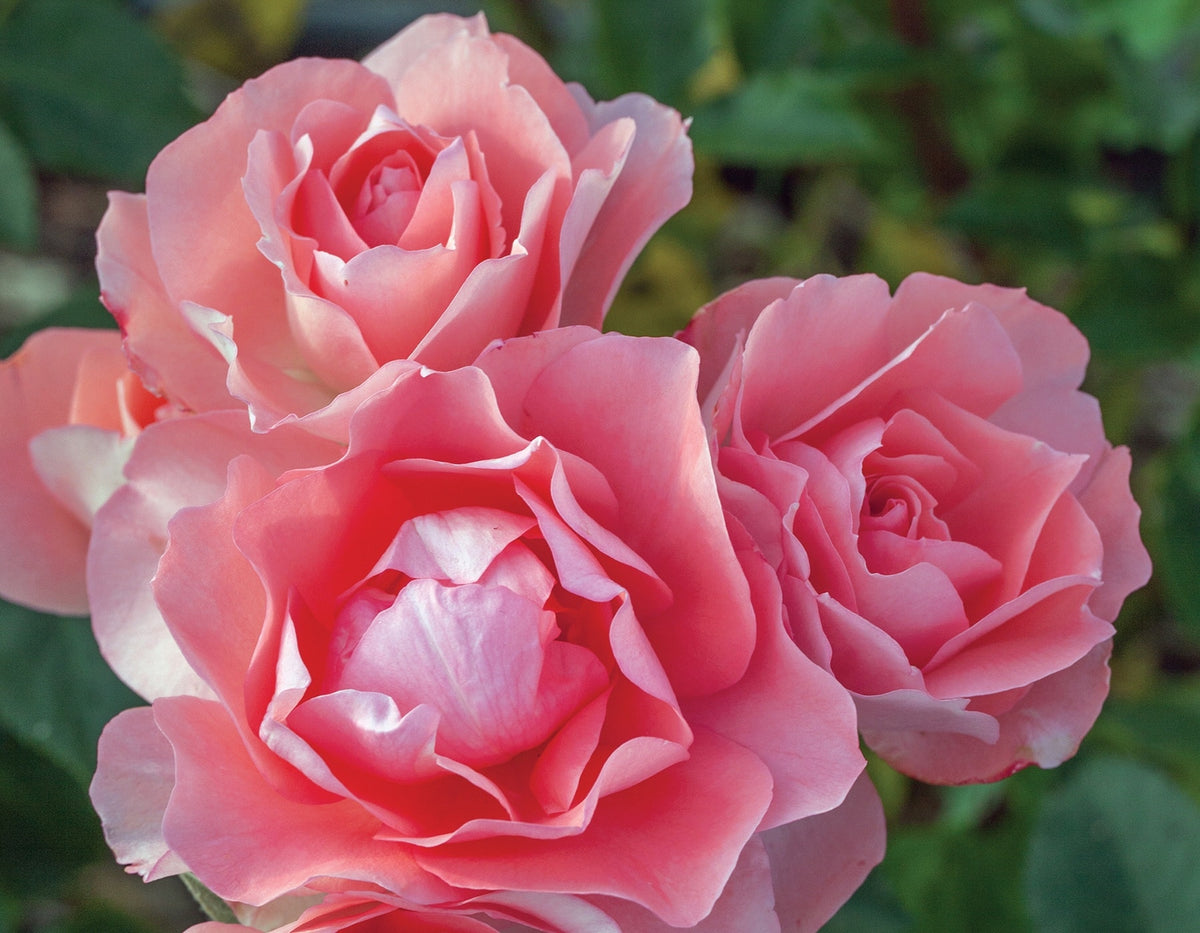 Rosa flor. 'Passionate Kisses'™ (pink), Tree Form