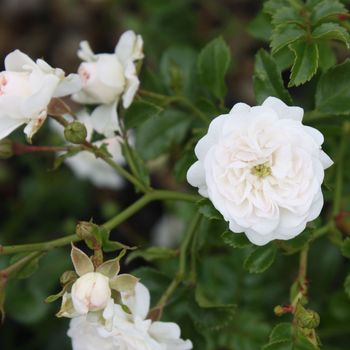 Rosa gc. DRIFT® WHITE PP28054 (white)