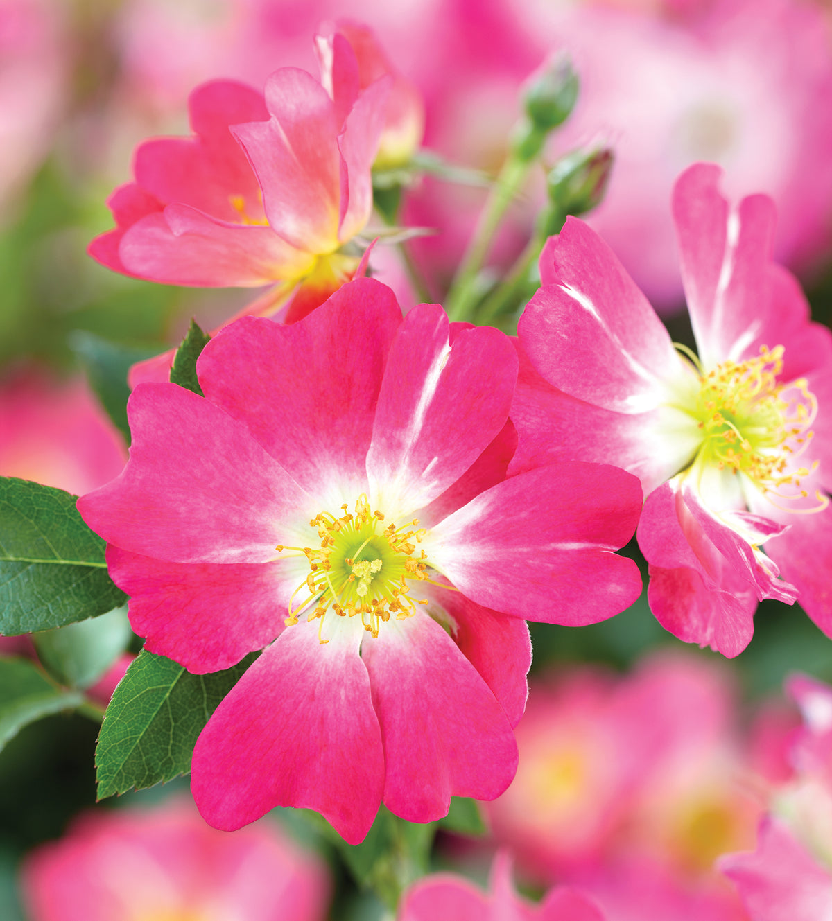 Rosa gc. PINK DRIFT® PP18874 (pink), 24" Tree Form