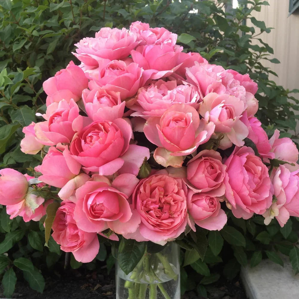 Rosa grand. ALL DRESSED UP™ PPAF (pink)