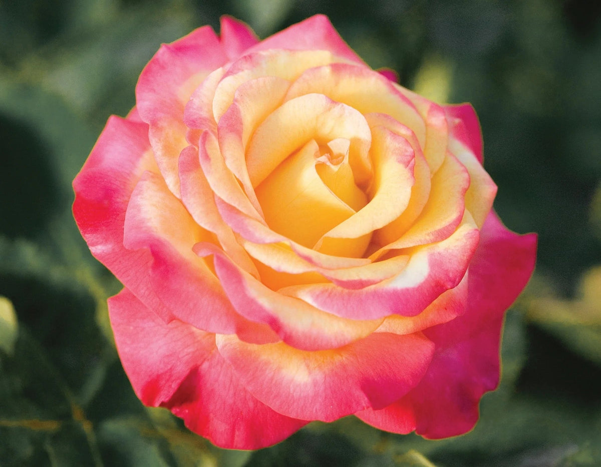 Rosa grand. Dream Come True™ PP20633 (yellow/ruby)