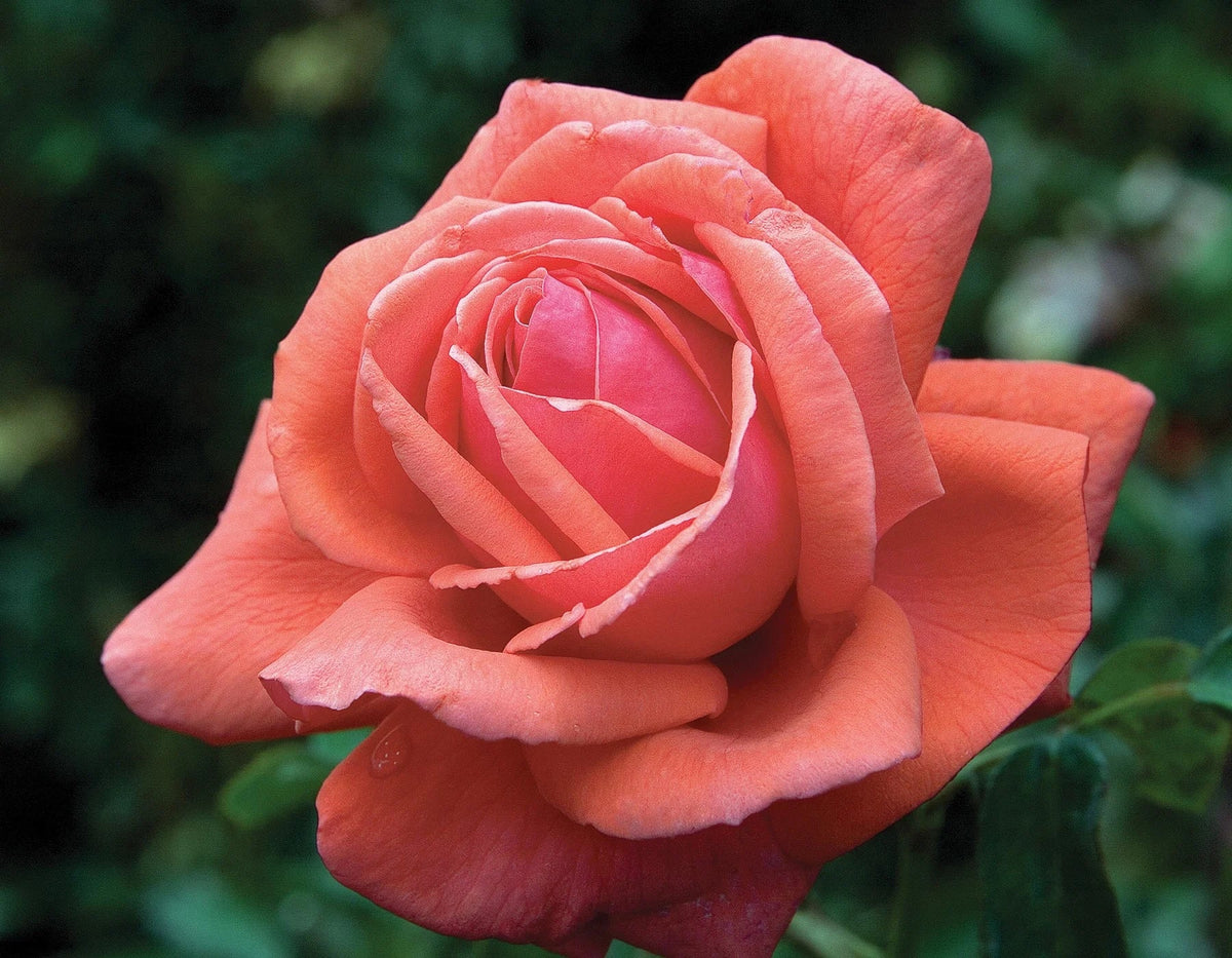 Rosa grand. 'Fragrant Plum' (purple)