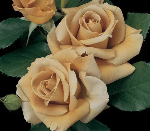 Rosa grand. 'Honey Dijon' PPAF (golden)
