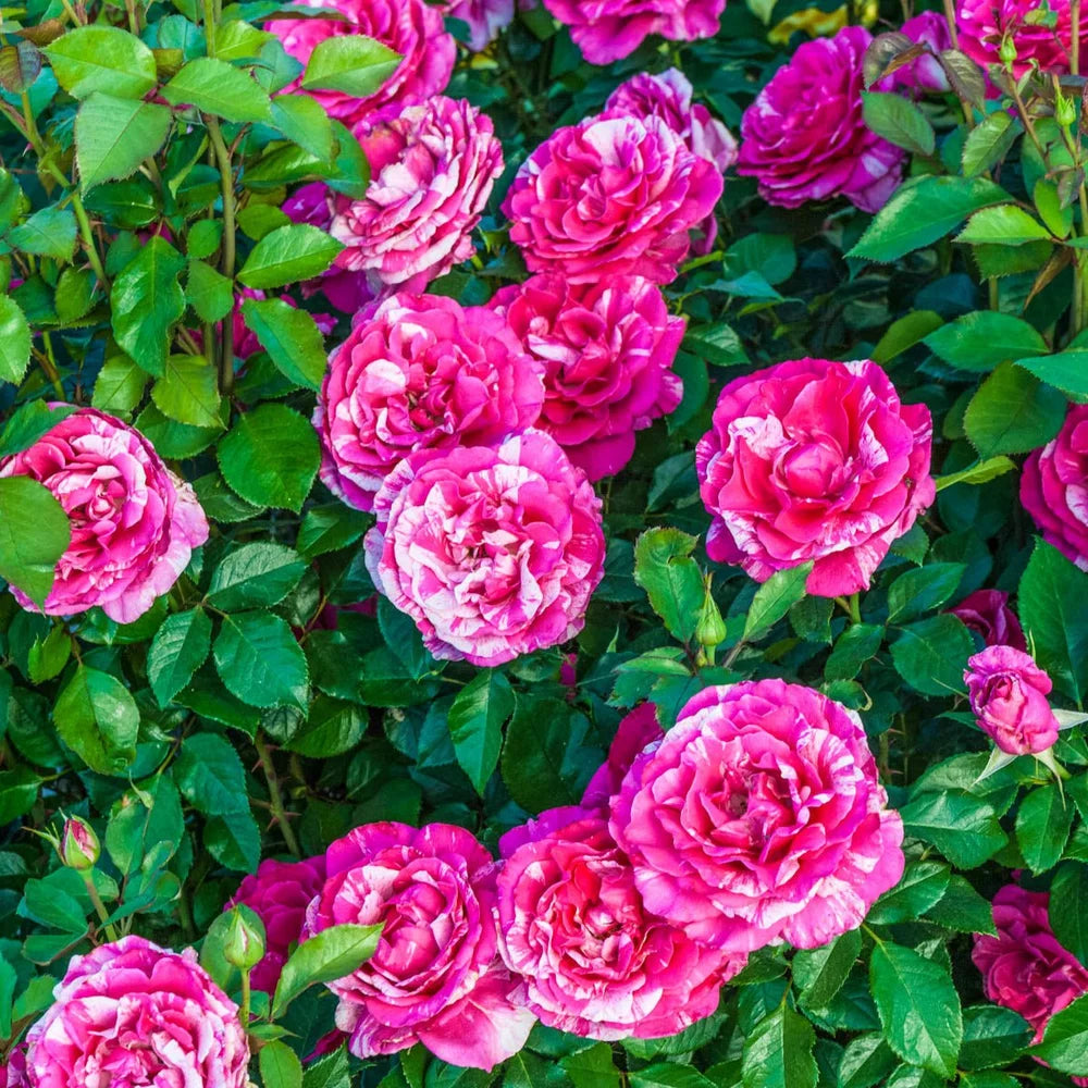 Rosa grand. 'Parade Day' (pink/white)