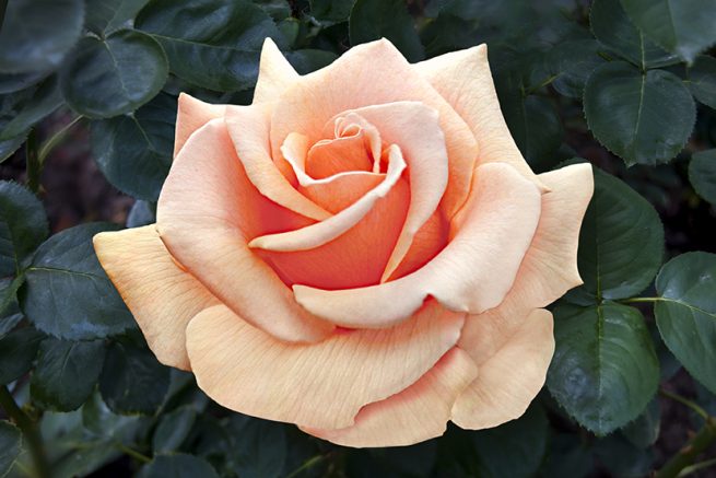 Rosa ht. Brandy™ (apricot), Tree Form