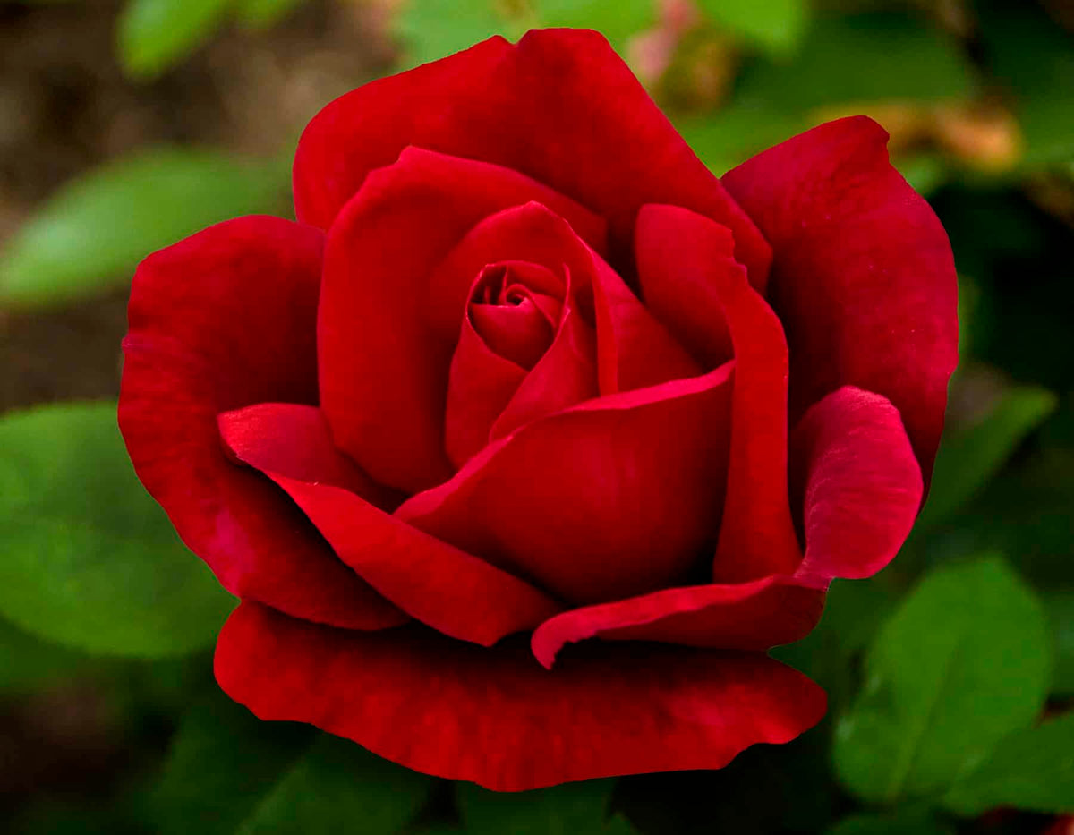 Rosa ht. 'Chrysler Imperial' (red)