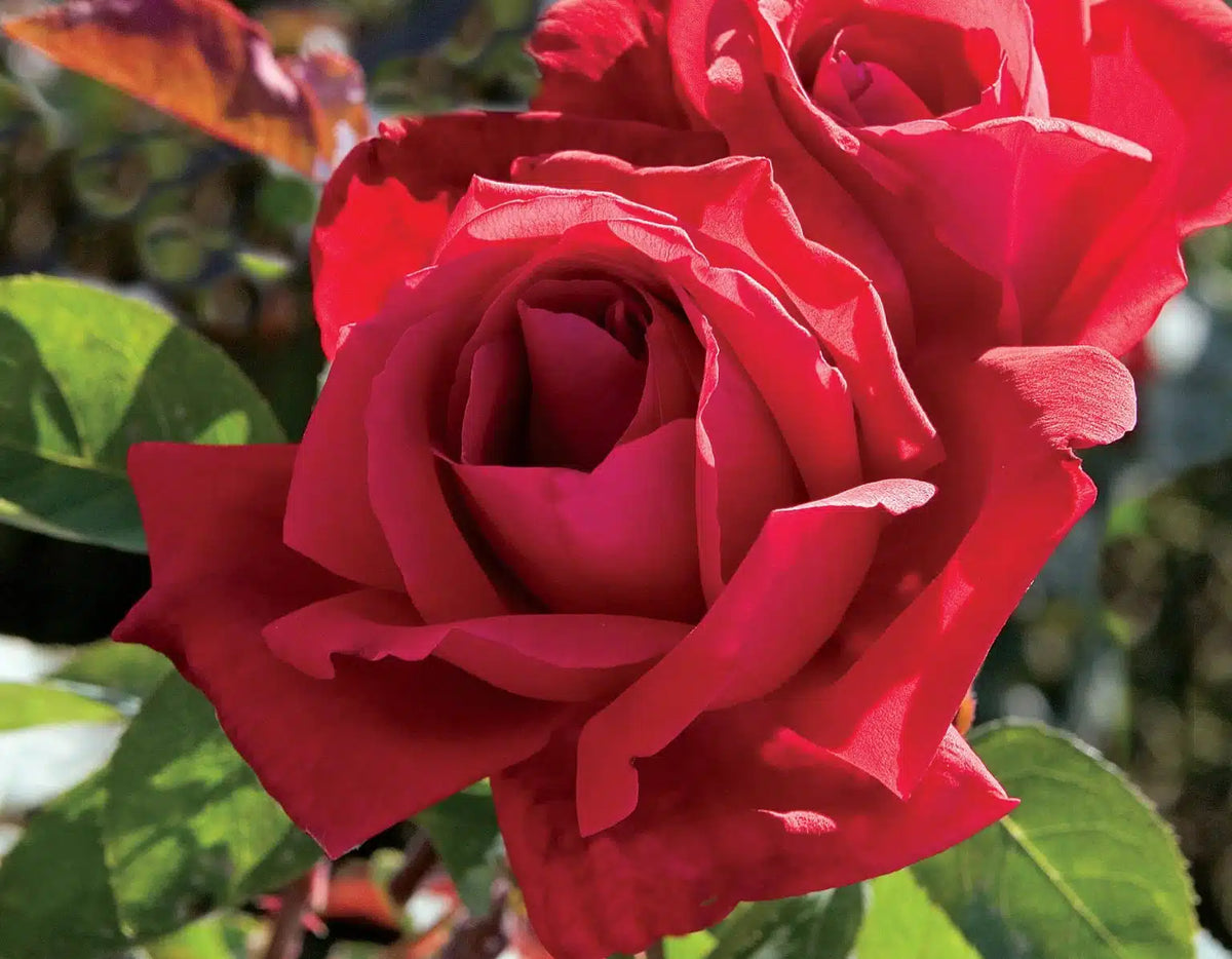 Rosa ht. 'Chrysler Imperial' (red), Tree Form