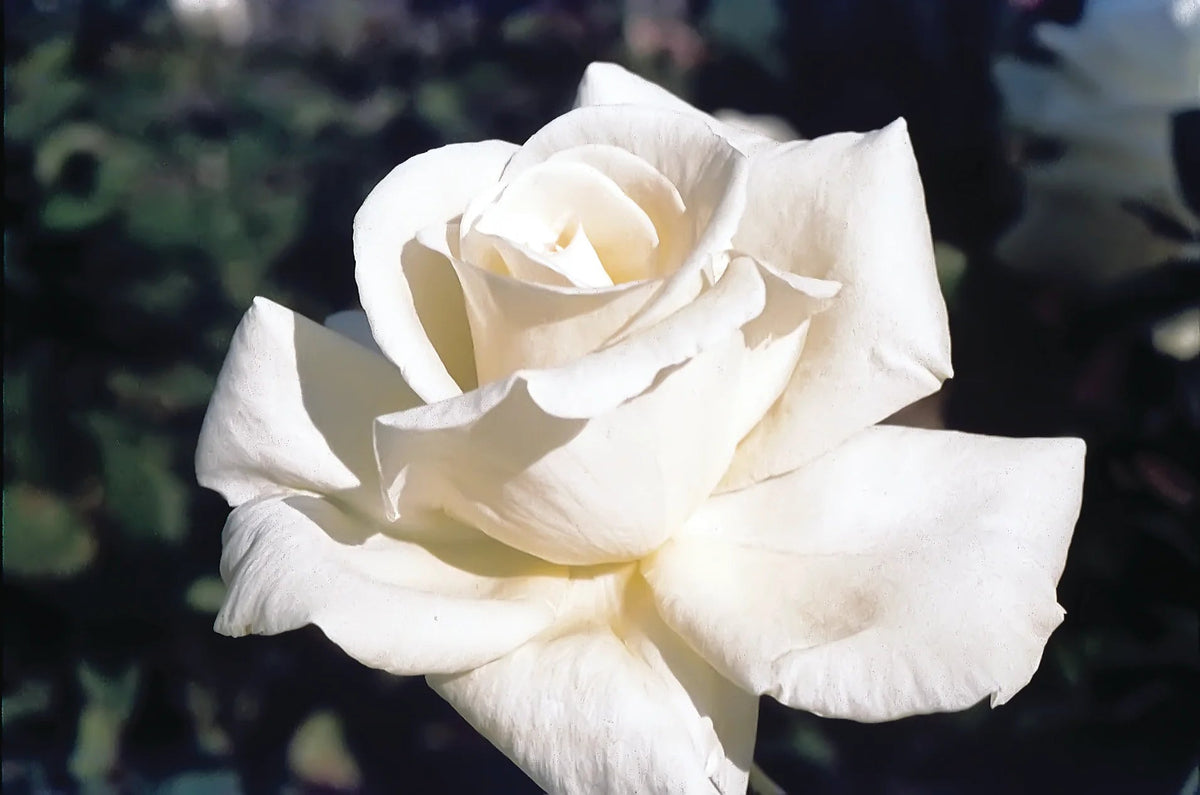 Rosa ht. Honor™ (white)