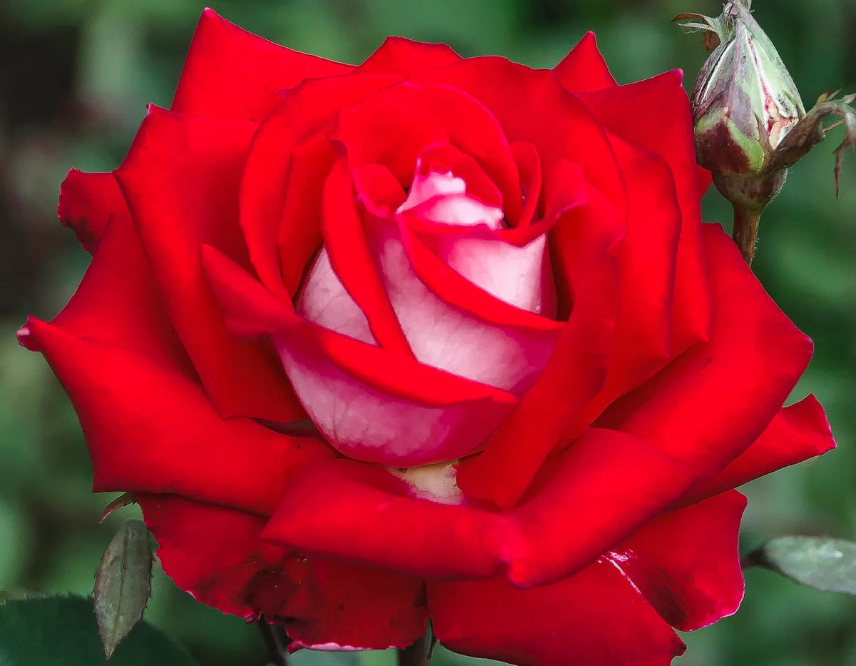 Rosa ht. 'Lasting Love™ (red)
