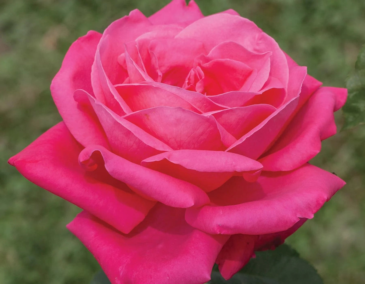 Rosa ht. 'Miss All American Beauty' (pink)