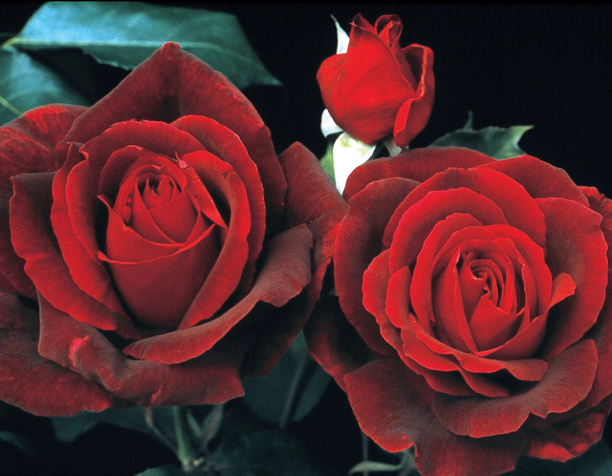 Rosa ht. 'Mister Lincoln' (red), Tree Form STD 36""