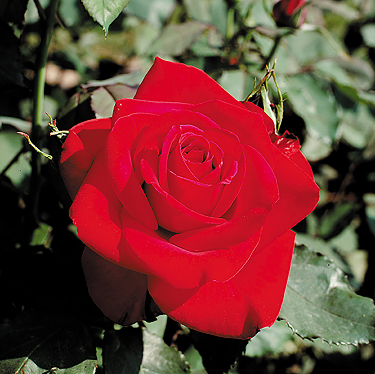 Rosa ht. Olympiad™ (red) Tree Form