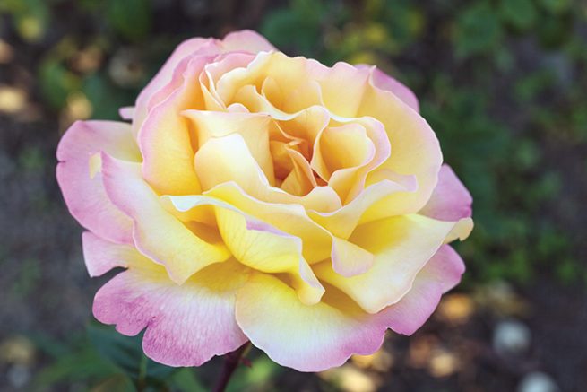 Rosa ht. 'Peace' Tree Form (yellow/pink), Tree Form