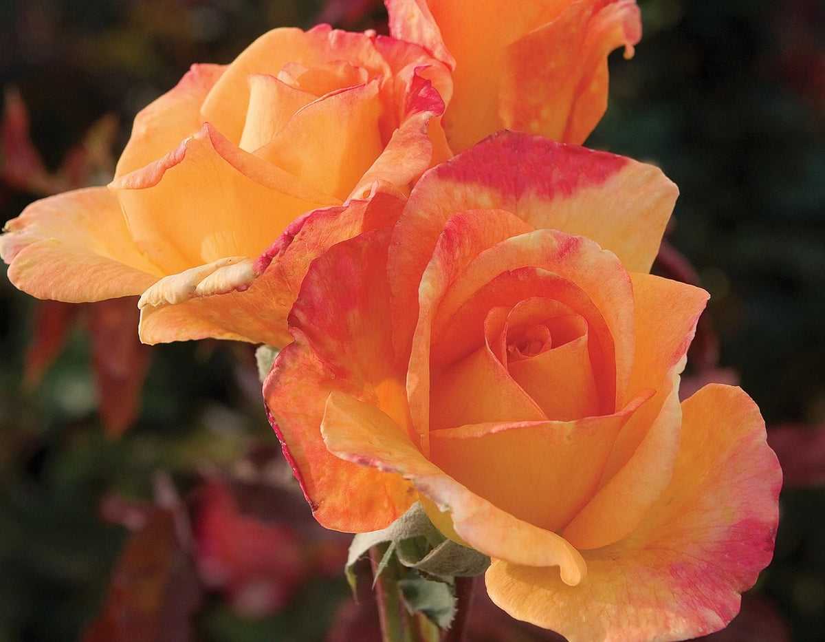 Rosa ht. 'Rio Samba' ™ PP8361 (yellow), Tree Form STD 36""