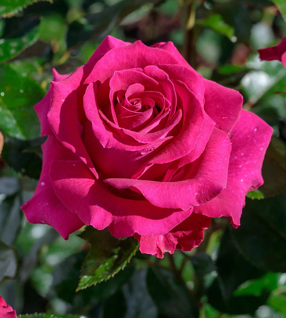 Rosa ht. STILETTO™ PP30207 (deep rose)