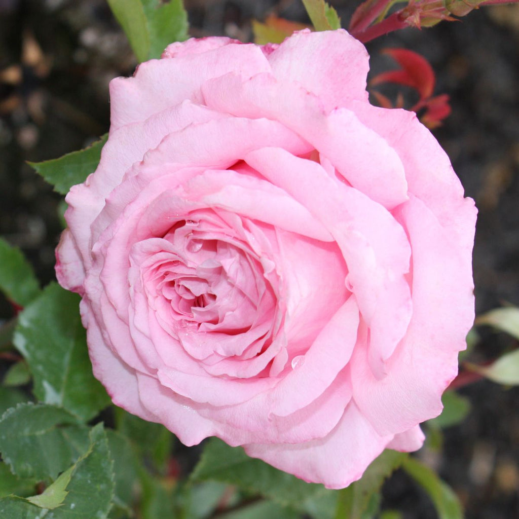 Rosa sb. 'Belinda's Dream' (pink)
