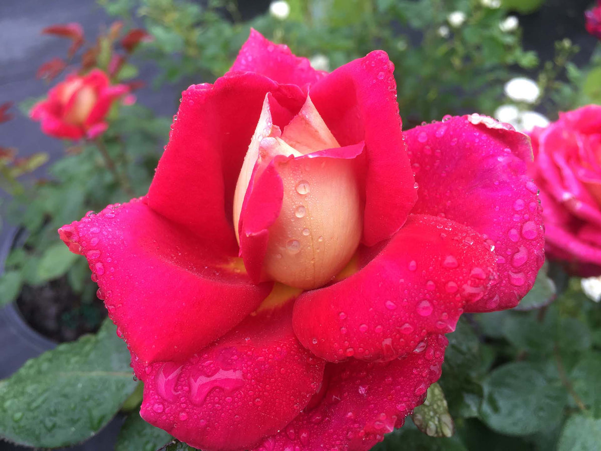Rosa Tree Form ht. 'Cherries & Champange™' (red pink)