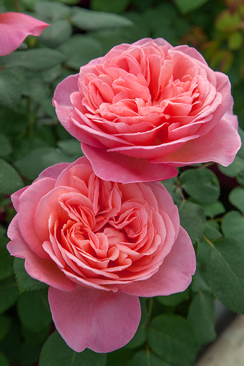 Rosa Tree Form ht. SWEET MADEMOISELLE™ PP28659 (pink)