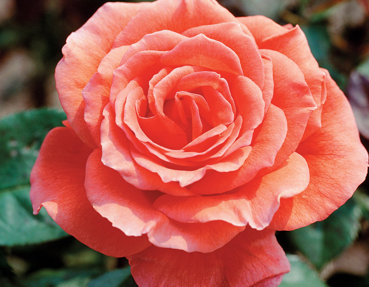 Rosa Tree Form ht. 'Tropicana' (coral-orange)