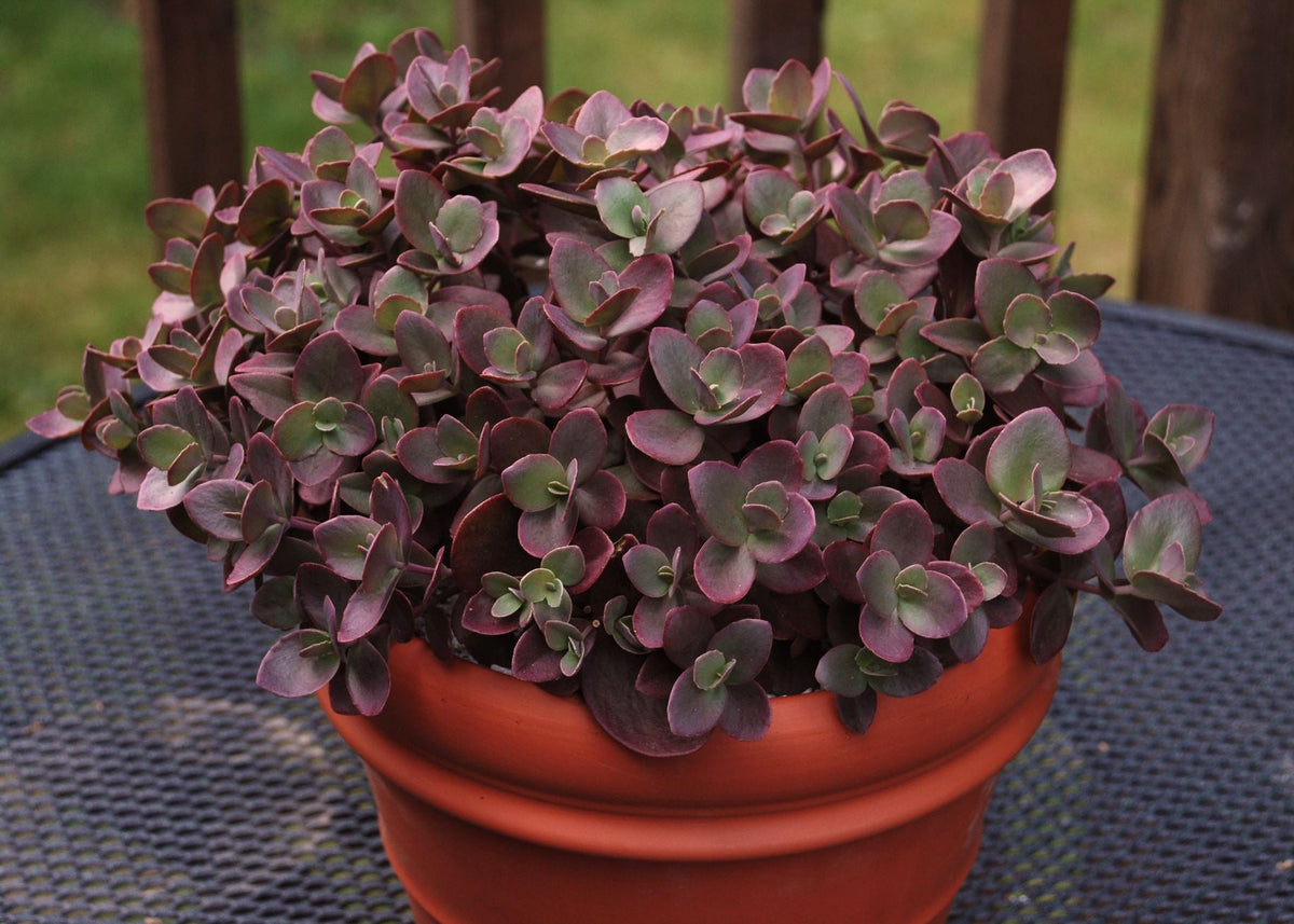 Sedum SUNSPARKLER® 'Cherry Tart' PP24603