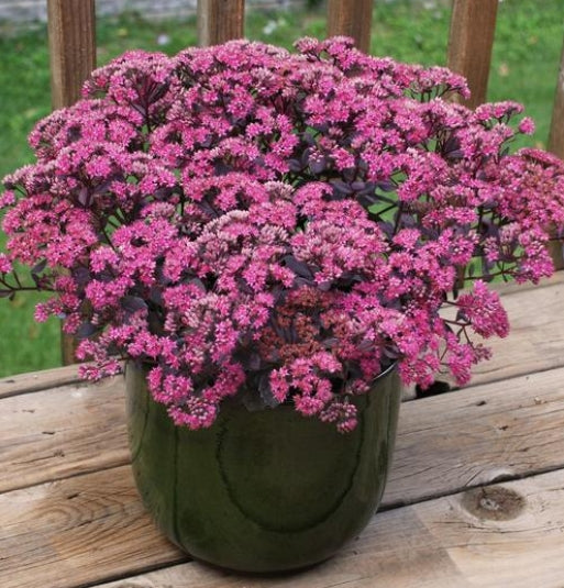 Sedum SunSparkler 'Dazzleberry'