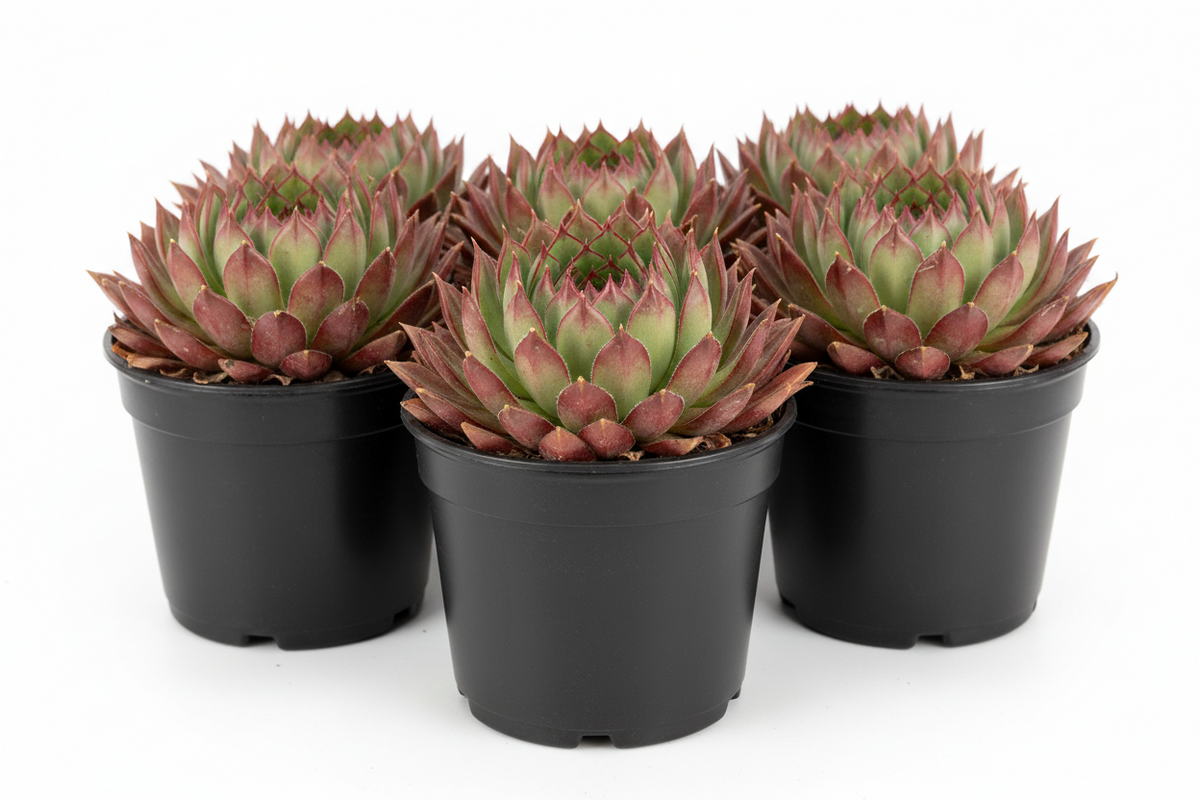 Sempervivum ‘Ursuline’