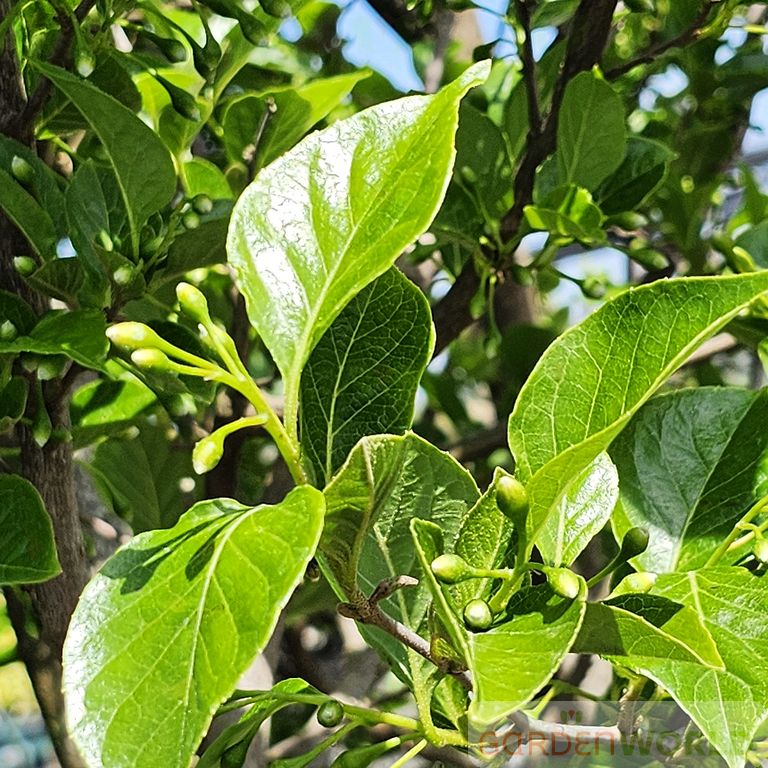 Styrax japonicus 'Emerald Pagoda'