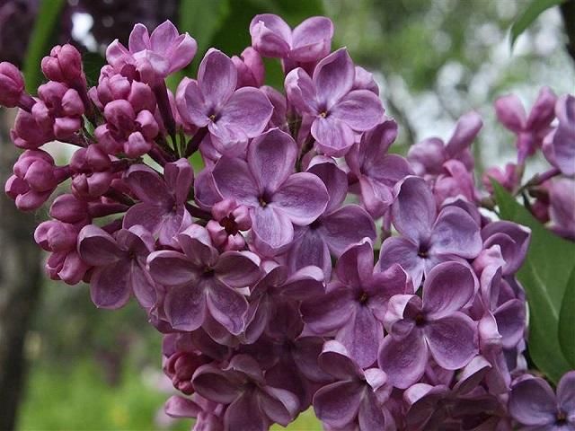 Syringa vulgaris 'Congo' (magenta)