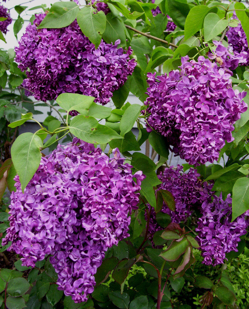 Syringa vulgaris 'Monge' (purple)