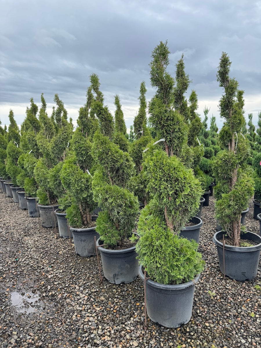 Thuja occ. 'Emerald Green', Spiral