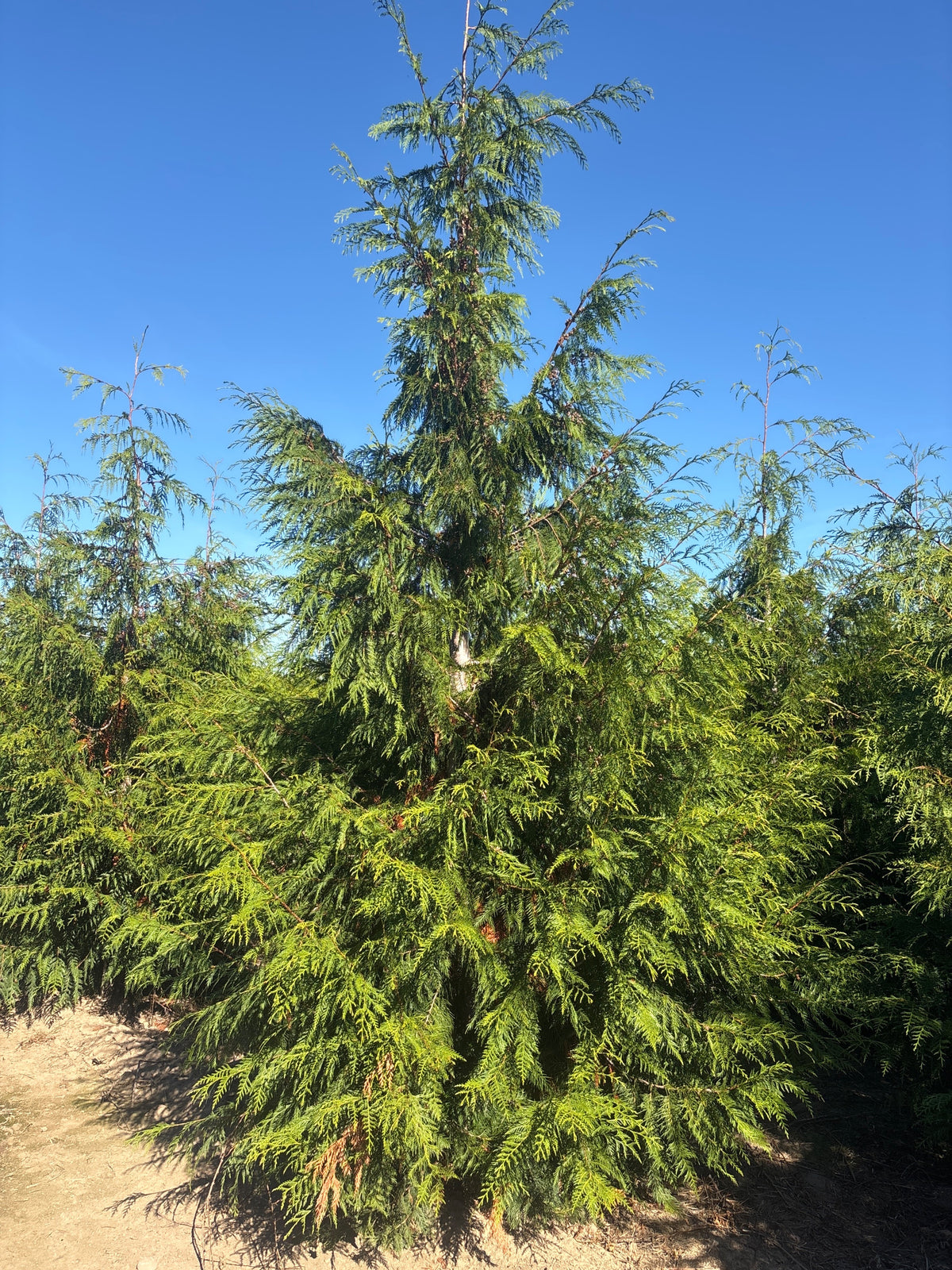 Thuja plicata 'Hogan'