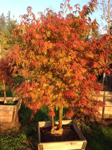 Acer palmatum 'Orange Flame'
