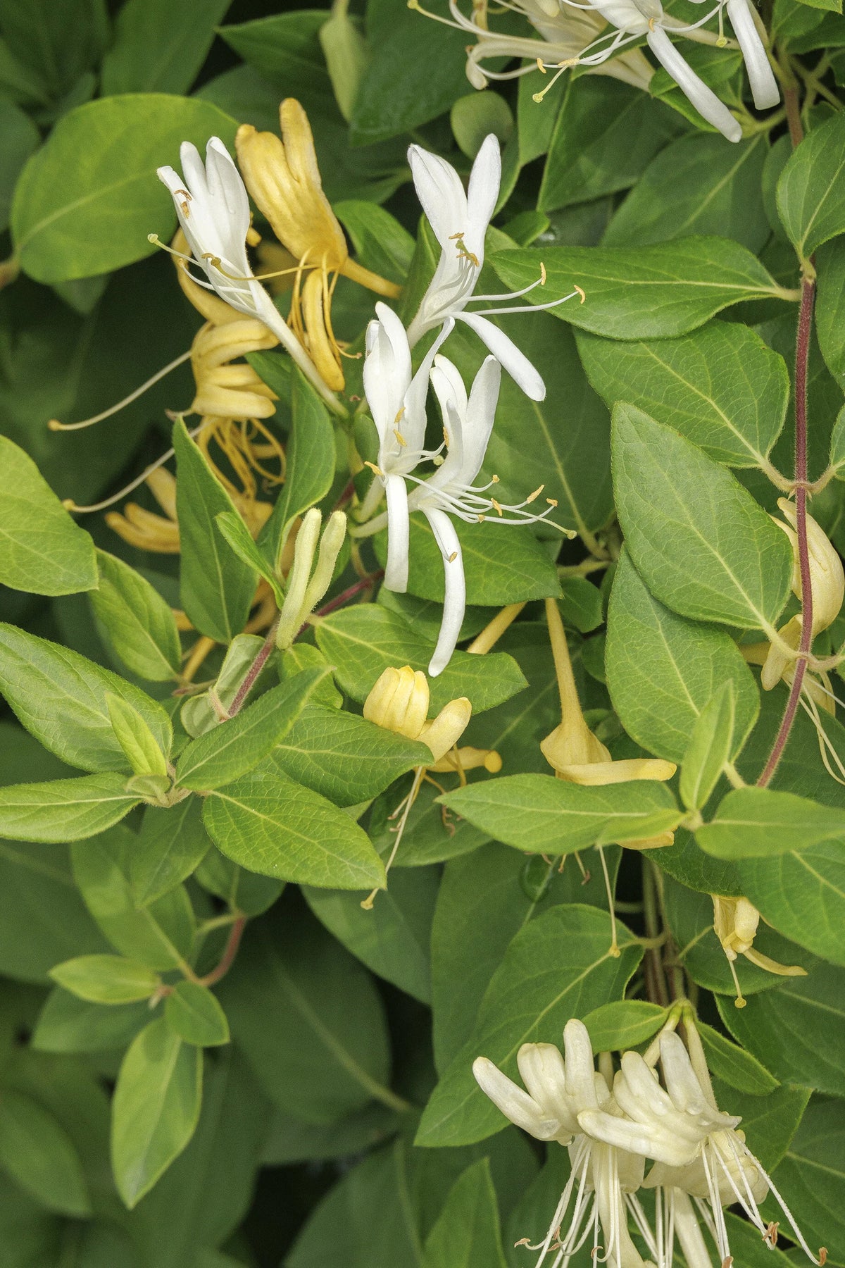 VINE Lonicera japonica 'Halliana' (white)