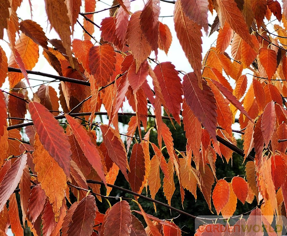 Zelkova s. 'Village Green'