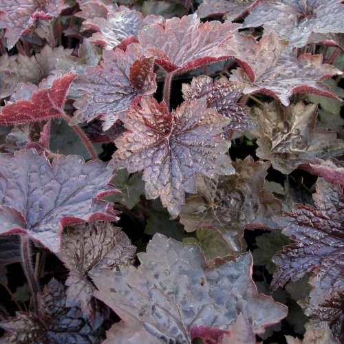 Heuchera m. 'Palace Purple'