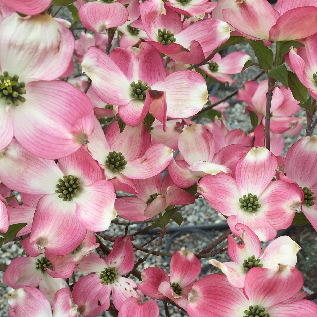 Cornus fl. 'Rubra' (pink)