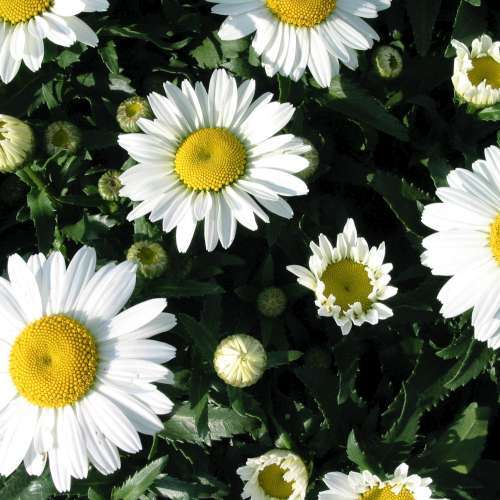 Leucanthemum x s. 'Snowcap'