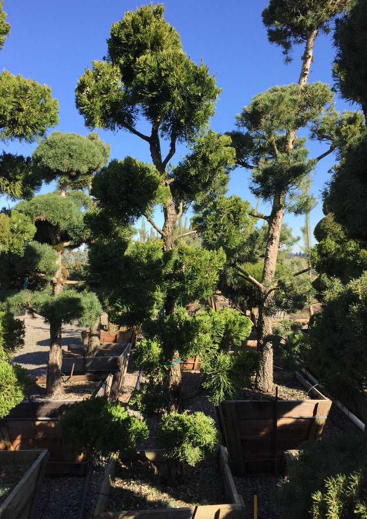 Juniperus chin. 'Torulosa', Poodle (CG)