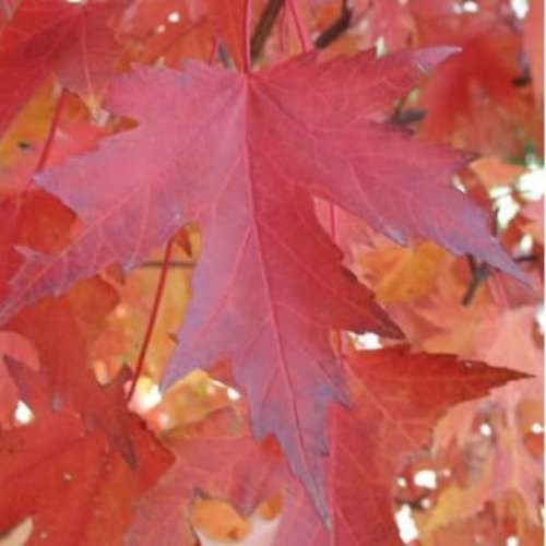 Acer x freemanii 'Sienna Glenn'® (CG)