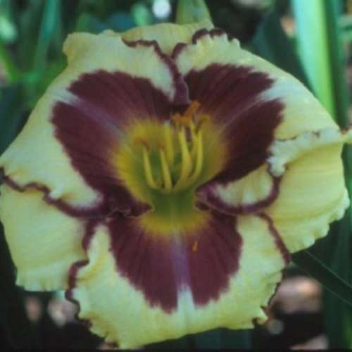 Hemerocallis 'Yellow with Eye'