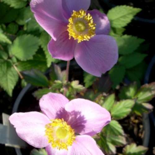 Anemone x hybrida 'September Charm' (silvery pink)