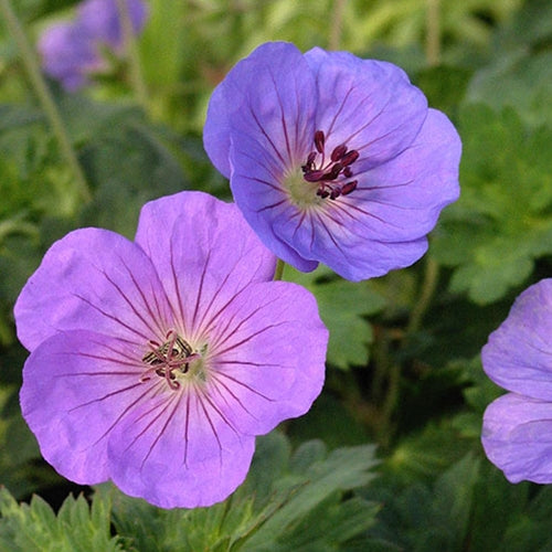 Geranium 'Rozanne' PP12175