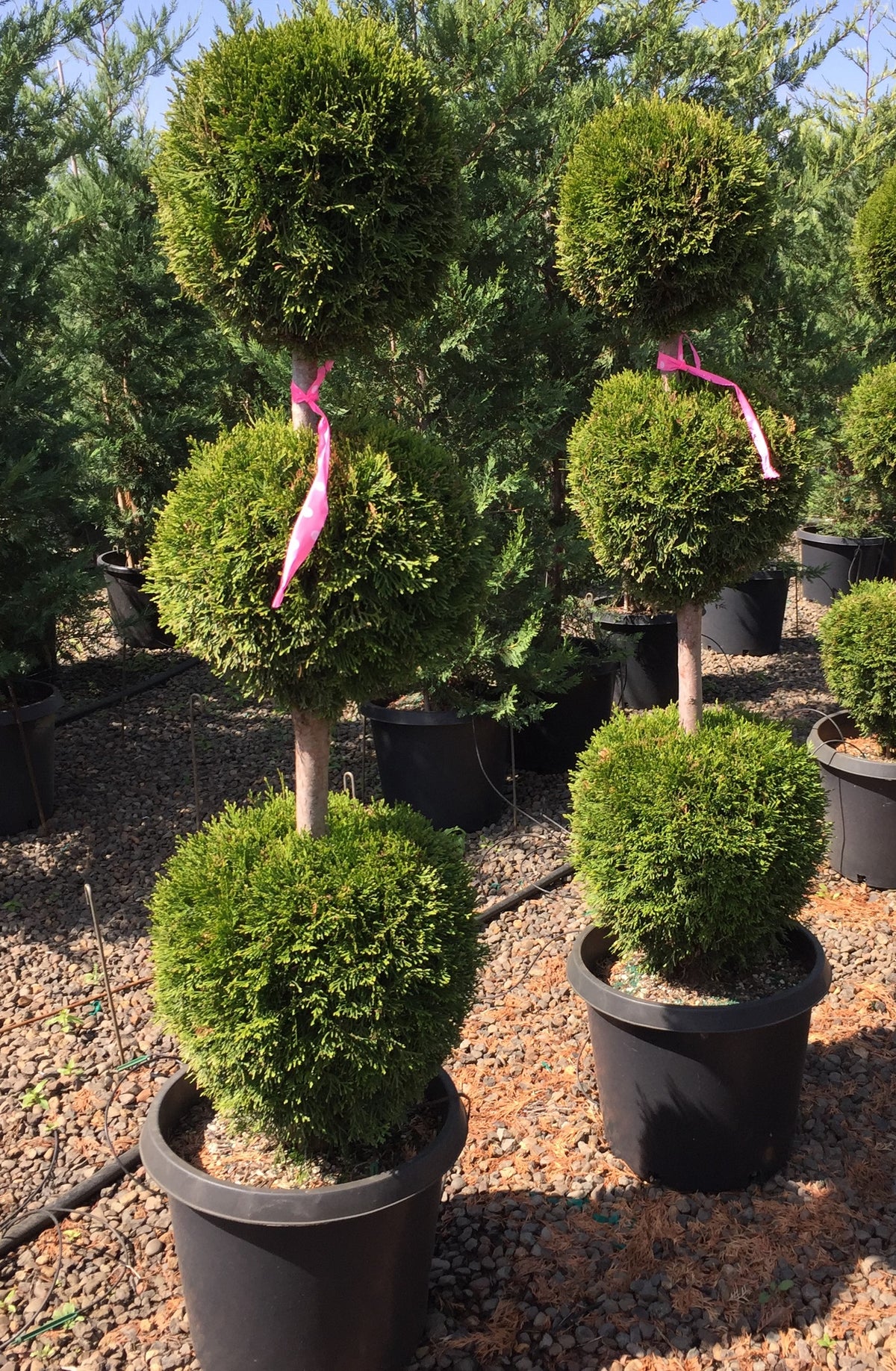 Thuja occ. 'Emerald Green', 3 Ball