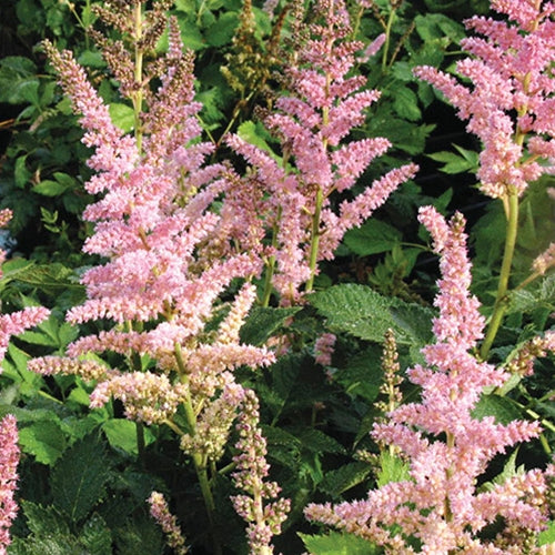 Astilbe c. 'Visions in Pink' PP11860 (pink)