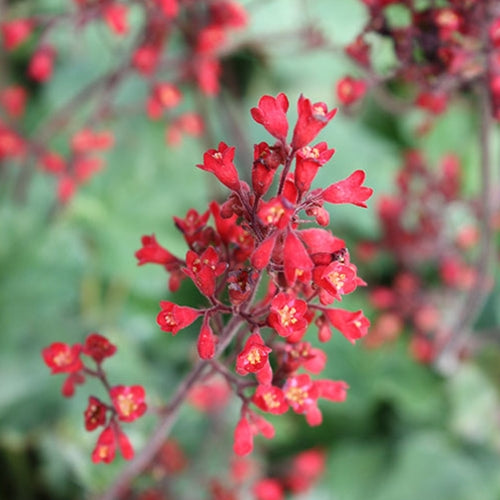 Heuchera san. 'Ruby Bells'