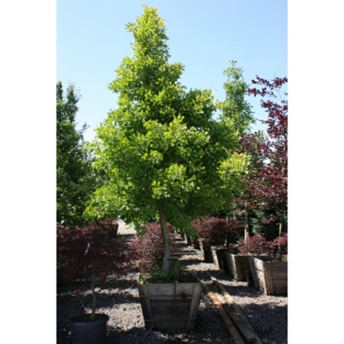 Ginkgo b. 'Saratoga'