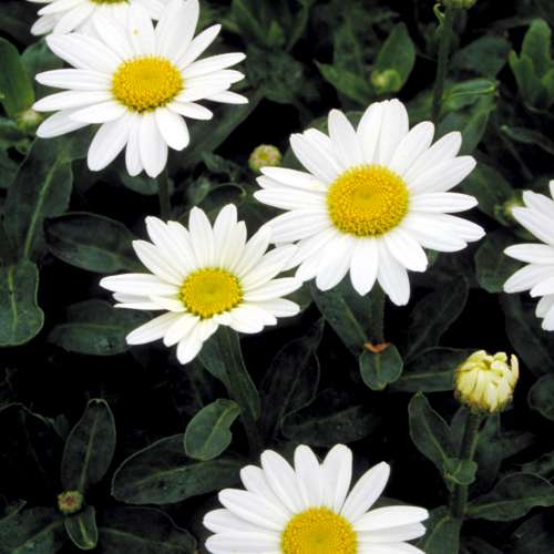Leucanthemum x s. 'Becky'