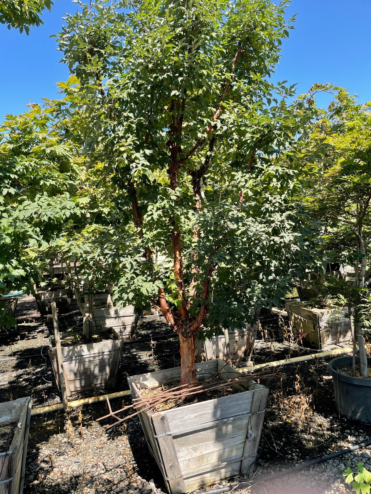 Acer griseum, Low Branch
