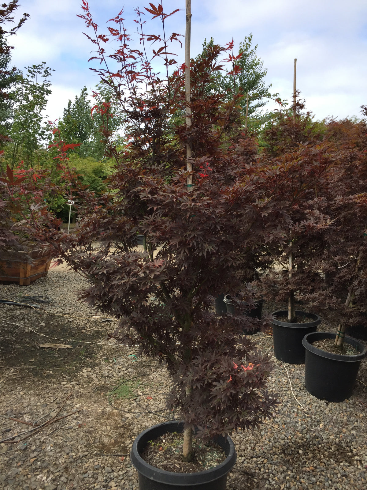 Acer palmatum 'W.C.R'